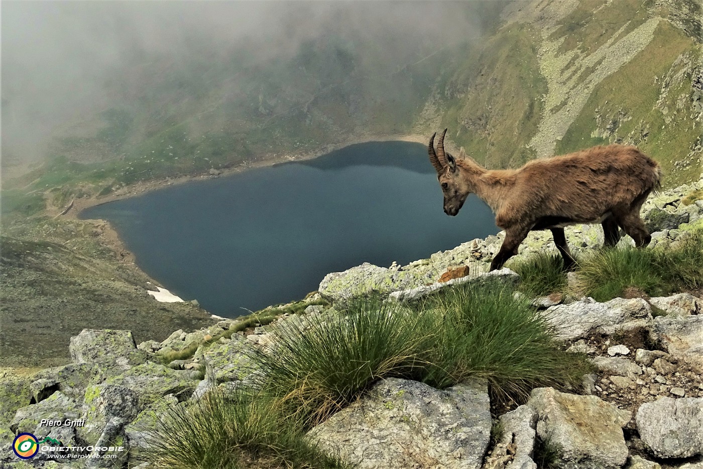 47 Uno stambecco si abbassa verso il Lago Moro.JPG